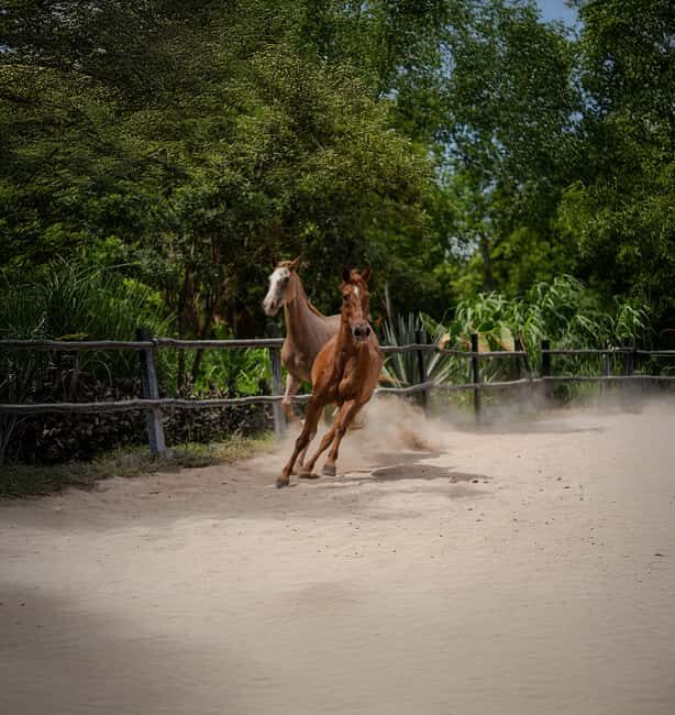 Riviera Maya: Horseback Riding at Rancho Bonanza - Cenote swim timing: cooling off and managing a quick dip