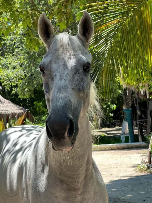 Riviera Maya: Horseback Riding at Rancho Bonanza - Food, towels, water, and what’s included versus pay-later items