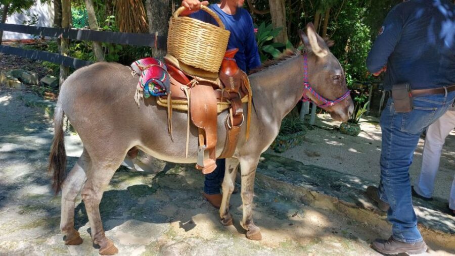 Riviera Maya: Horseback Riding at Rancho Bonanza - The ride prep: safety intro, gear, and beginner-friendly pacing