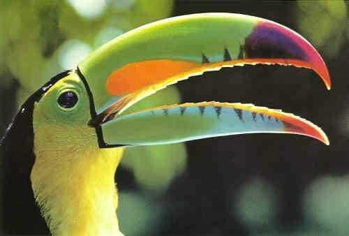 Riviera Maya: Puerto Morelos 4-Hour Bird Watching Tour - Key reasons this birding tour works