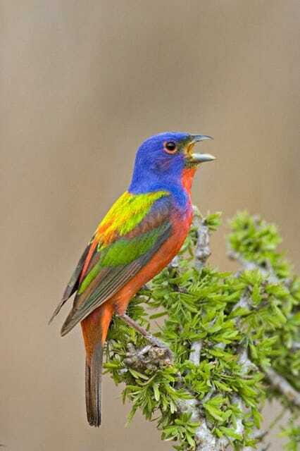 Riviera Maya: Puerto Morelos 4-Hour Bird Watching Tour - Jungle hike time: where you actually earn your sightings