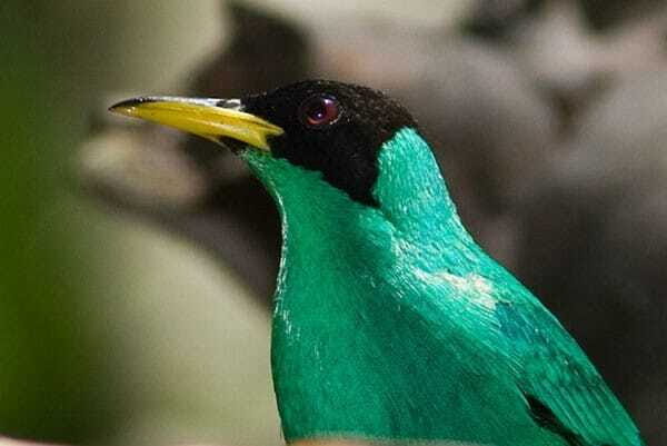 Riviera Maya: Puerto Morelos 4-Hour Bird Watching Tour - Botanical gardens and stopover birds: the migratory angle you can feel