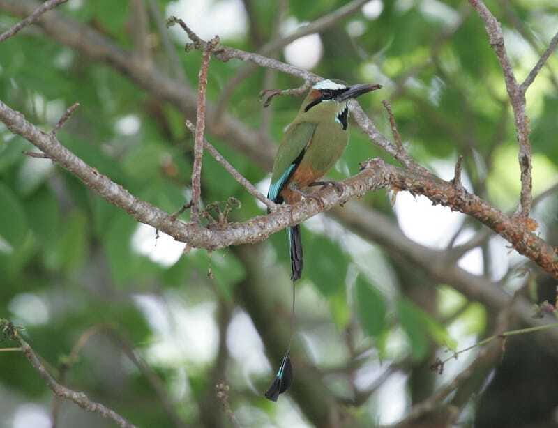 Riviera Maya: Puerto Morelos 4-Hour Bird Watching Tour - Breakfast break and snack pacing: small comforts that keep focus