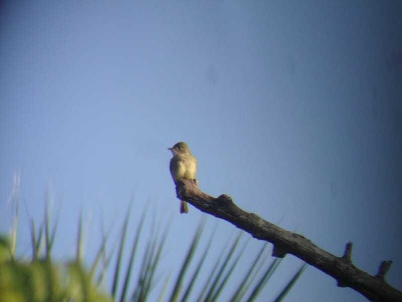 Riviera Maya: Puerto Morelos 4-Hour Bird Watching Tour - Price and value: $690 per group, and when it pays off