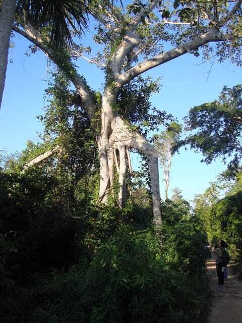 Riviera Maya: Puerto Morelos 4-Hour Bird Watching Tour - What to bring (and wear) so the hike feels good
