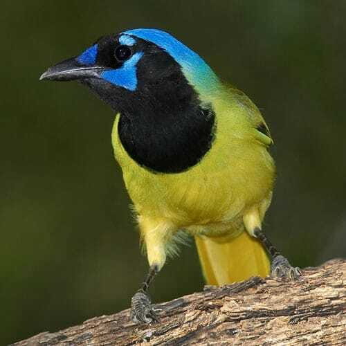 Riviera Maya: Puerto Morelos 4-Hour Bird Watching Tour - Getting to Puerto Morelos: easy pickup, real start time