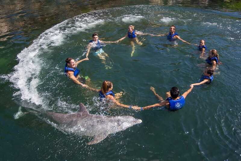 Riviera Maya: Swimming Experience with Dolphins - The 10 dolphin activities: what you’ll do during the interaction