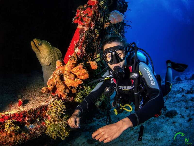 Scuba Dive in Playa del Carmen - 2 Dives (Certified divers) - What you’ll likely see under the surface (coral + fish you can name)
