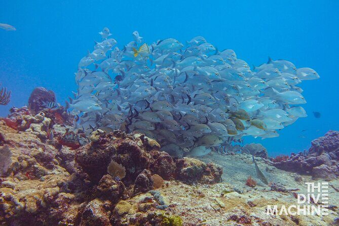 Scuba Diving for Beginners – Tulum Dive Machine - Break time that actually helps: tank change, food, and water
