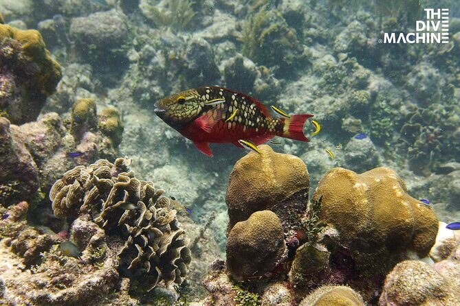 Scuba Diving for Beginners – Tulum Dive Machine - Cuevitas Reef: your second outing in open Caribbean water