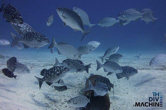 Scuba Diving for Beginners – Tulum Dive Machine - Universal Inclusion: what it means for different abilities