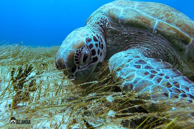 Scuba Diving for Beginners – Tulum Dive Machine - Price and value: is $198 a fair deal?