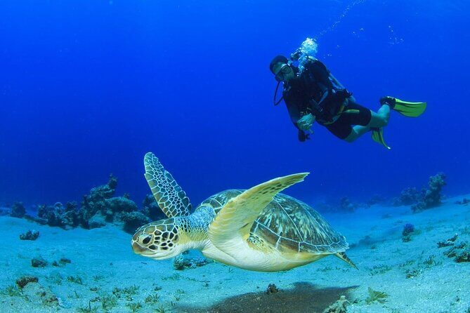 Scuba Referral Dives & Beach Club with Transportation In Riviera Maya - Quick Highlights (What You’re Really Buying)
