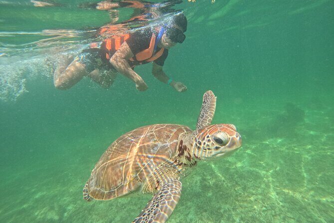 Sea Turtle Snorkeling in Akumal - Key Highlights You’ll Care About