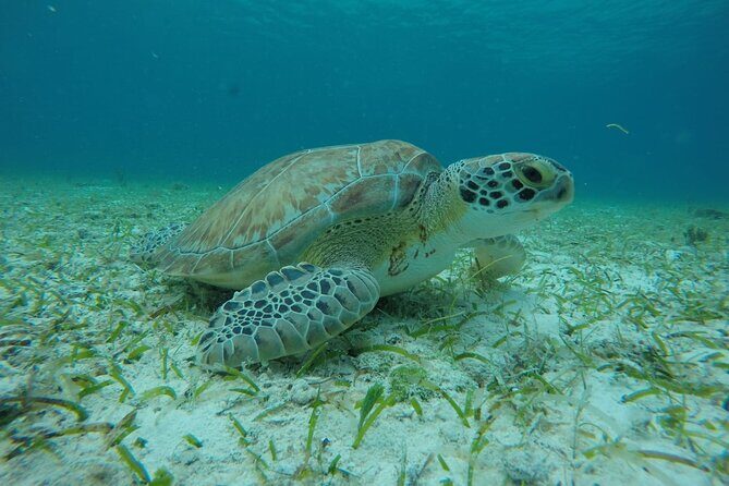Shared Sky Snorkeling in Cozumel - Stop 2: Colombia Reef plus sea turtle sanctuary time