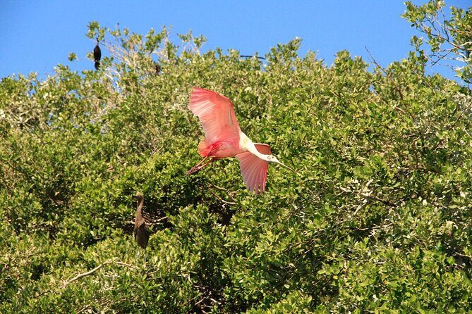 Sian Ka'an Classic - Paso Lagarto boat time: mangroves, canals, and wildlife spotting