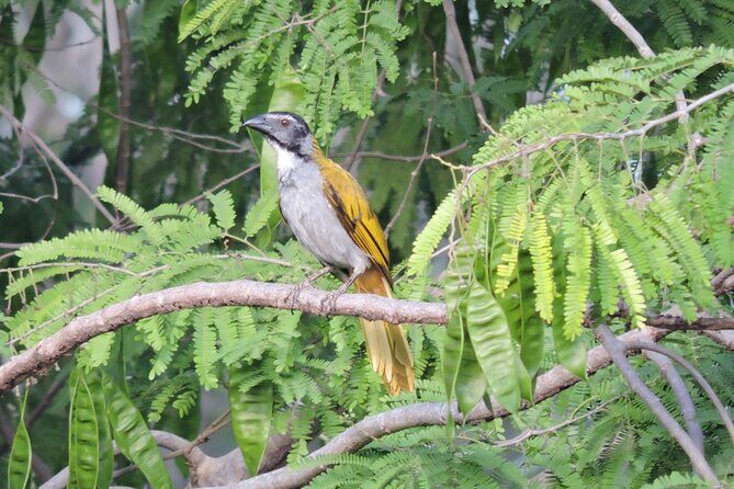 Small-Group Birdwatching Sian Kaan with professional guide - Price and value: what $100 buys in a half-day birding outing