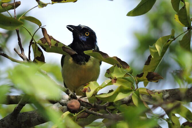 Small-Group Birdwatching Sian Kaan with professional guide - Should you book this Sian Kaan birdwatching tour?