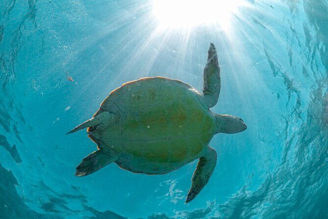 Small Group Tour to Cenote Cave and Sea Turtles snorkeling - What you should pack and how to prepare