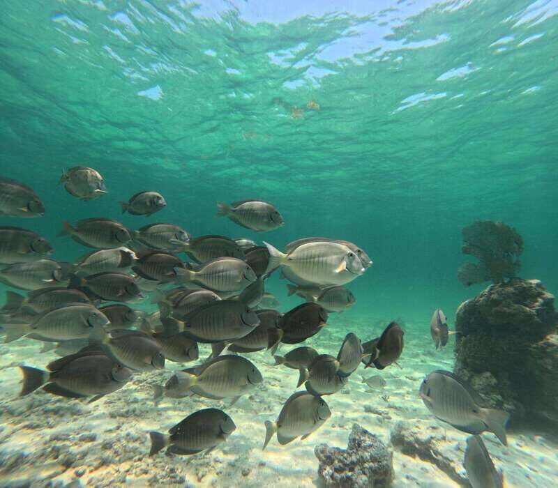 SNORKEL IN TULUM REEF, BOAT RIDE AND CALETA - Tulum by boat: panoramic ruins views and hidden temples