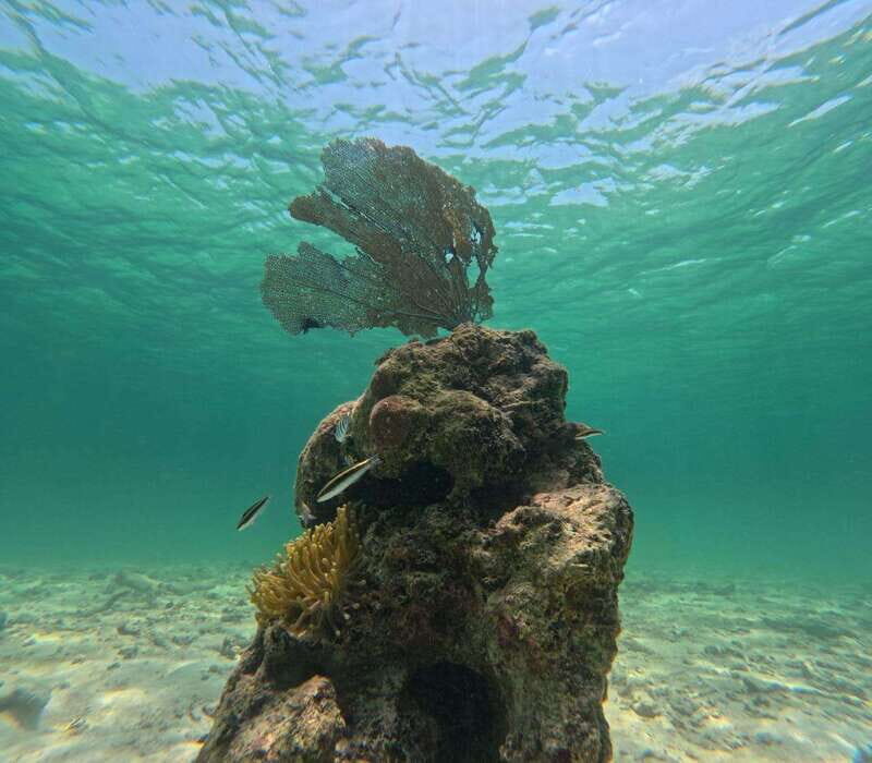 SNORKEL IN TULUM REEF, BOAT RIDE AND CALETA - What to bring (and what to skip) for a smooth sea day