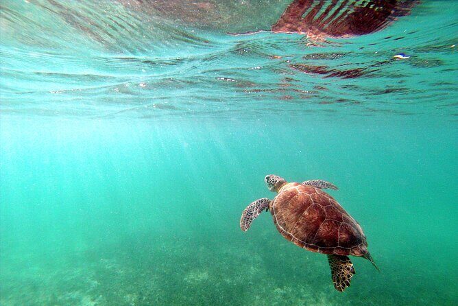 Snorkel Tour! Turtles & Underground Cenote from Playa del Carmen - What the Tour Includes: Gear, Snacks, and Two Water Moments Covered