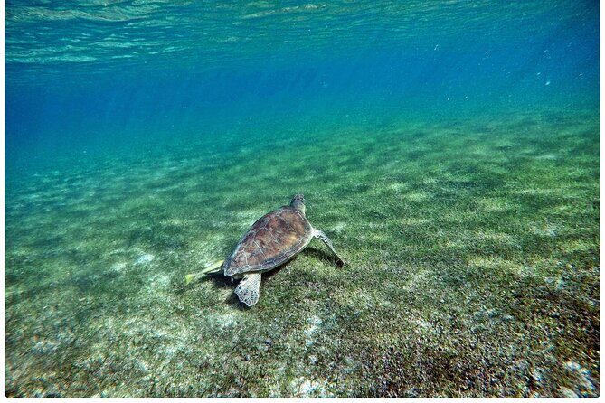 Snorkel Tour! Turtles & Underground Cenote from Playa del Carmen - Price and Logistics: $116 Plus the 20 USD Preservation Tax