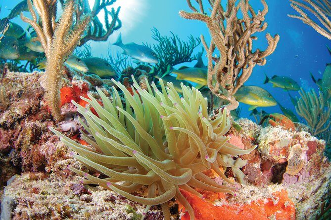 Snorkel Xtreme Cancun - Morning pickup and timing: plan for an early start