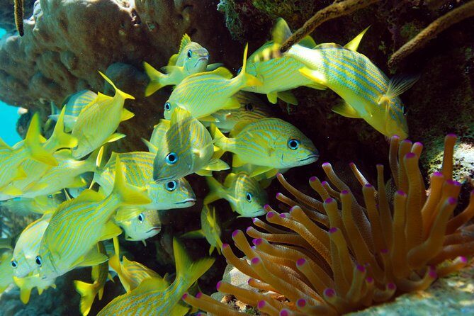 Snorkel Xtreme Cancun - Aventuras Mayas: canopy zip lines and jungle rappelling