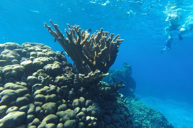 Snorkeling and Beach Club Access in Cozumel with Lunch - Where You Start: PalMar Snorkel Beach Club and a Simple Day Plan