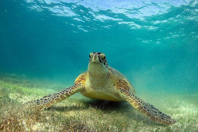 Snorkeling Experience with Turtles in Cenote in Riviera Maya - Guides, Group Energy, and Why Names Matter