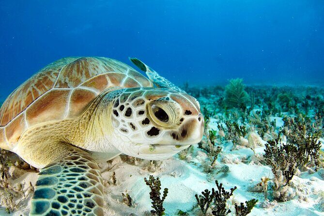 Snorkeling Experience with Turtles in Cenote in Riviera Maya - Who This Tour Suits Best