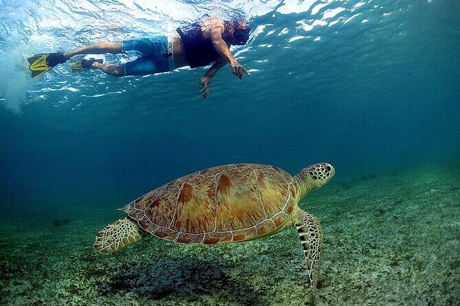 Snorkeling Experience with Turtles in Cenote in Riviera Maya - The 9:00 AM Start and How the Day Really Flows