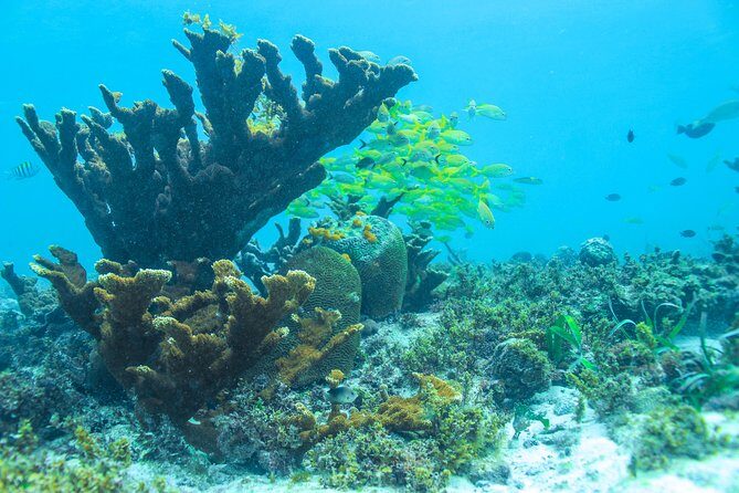 Snorkeling in Isla Mujeres, Luxury Sailing- PRIVILEGE - Lunch onboard with vegan and gluten-free options