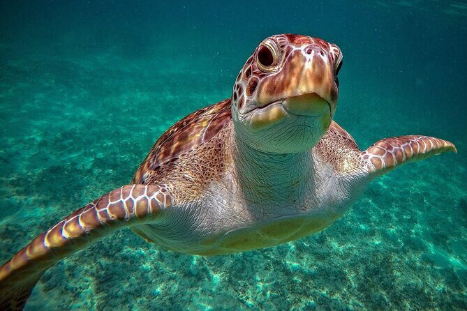 Snorkeling with Turtles and Cenote Tour from Riviera Maya - Why Akumal Turtles Are the Main Event
