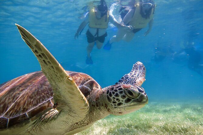 Snorkeling with Turtles and Cenote Tour from Riviera Maya - How the Cenote Stop Works (And Why It’s Not Just a Photo Op)