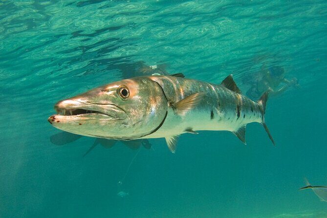 Snorkeling with Turtles and Cenote Tour from Riviera Maya - Snack, Drinks, and the One Area Where Expectations Can Slip