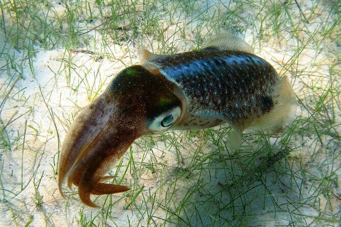 Snorkeling with Turtles and Cenote Tour from Riviera Maya - Guides and Small-Group Handling: What Makes It Feel Smooth