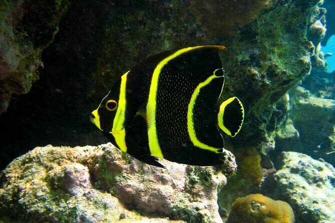Snorkeling with Turtles and Cenote Tour from Riviera Maya - The Price: When $119 Feels Like a Smart Spend