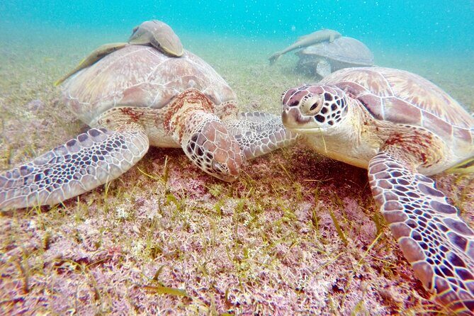 Snorkeling with Turtles and Cenote Tour from Riviera Maya - Photo Upsells and How to Keep Control of Your Time