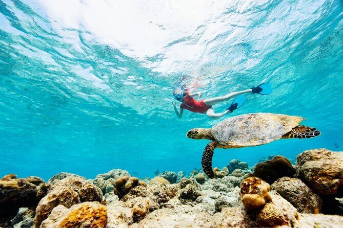 Snorkeling with Turtles and Cenotes - Why Akumal Turtle Time and Cenote Water Work So Well Together