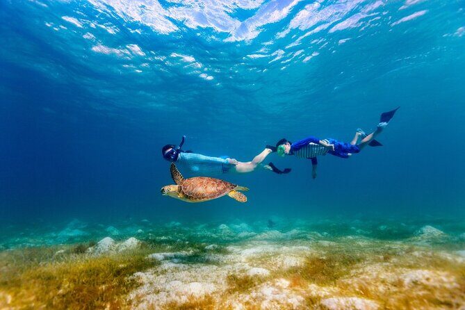 Snorkeling with Turtles and Cenotes - What’s Actually Included: Gear, Lifejackets, and Guide Support