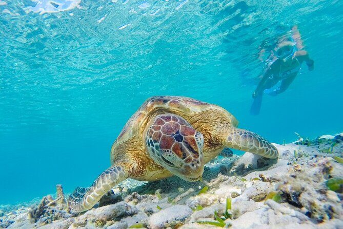 Snorkeling with Turtles and Cenotes - Group Size and Guides: The Difference Between Okay and Great