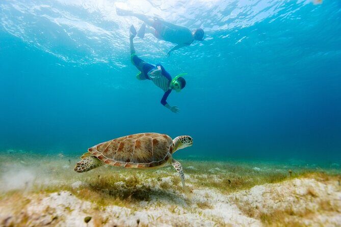 Snorkeling with Turtles and Cenotes - What to Expect After Snorkeling: Lunch, Souvenirs, and Photos