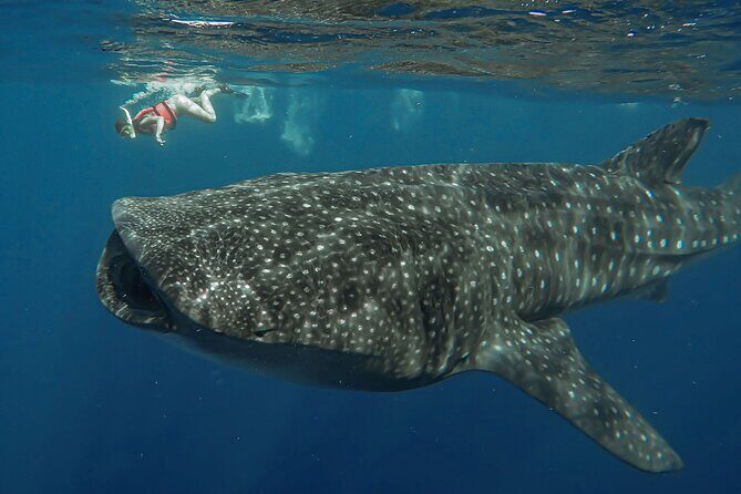 Snorkeling with Whale Sharks - Isla Mujeres - When You’ll Likely See Whale Sharks (and When You Might Not)