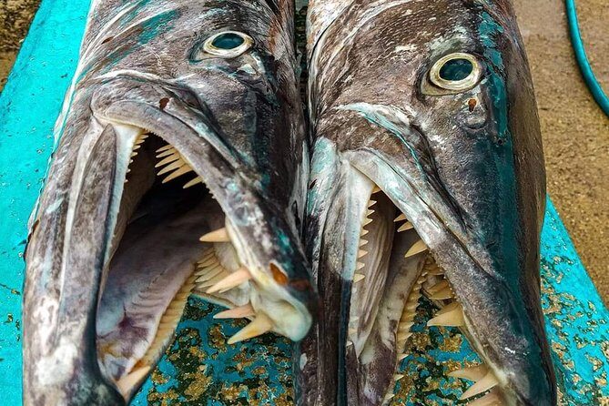 Spearfishing Playa del Carmen or Tulum - FAQ