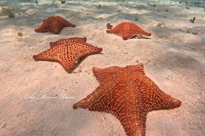 Star and Turtle Sanctuary Snorkeling Tour in Cozumel - Snorkeling Route in Cozumel: Lever Reef, Turtle Sanctuary, Starfish Sanctuary, Sky