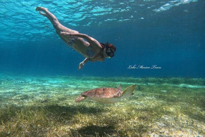 Star and Turtle Sanctuary Snorkeling Tour in Cozumel - Starfish Sanctuary: A Different Kind of Wildlife Viewing