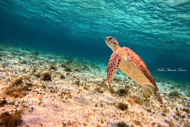 Star and Turtle Sanctuary Snorkeling Tour in Cozumel - Meeting Up, Group Size, and Language: What Makes the Day Feel Smooth