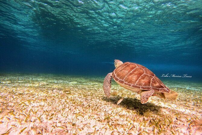 Star and Turtle Sanctuary Snorkeling Tour in Cozumel - Price and Value: What $65.41 Actually Buys You